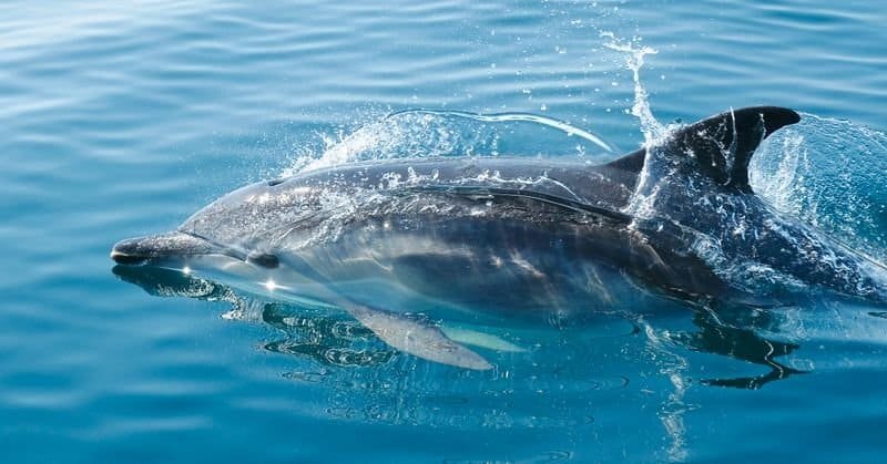 Dolphin Watch Tours